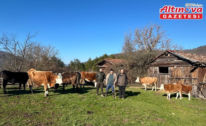 Bolu'da kaybolan büyükbaş hayvanlar dronla bulundu