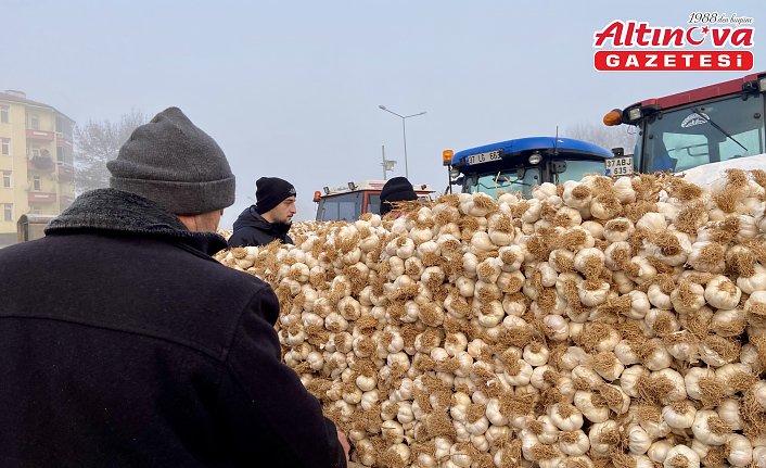 Taşköprü sarımsağı için soğuk havaya rağmen pazar kurulmaya devam ediyor