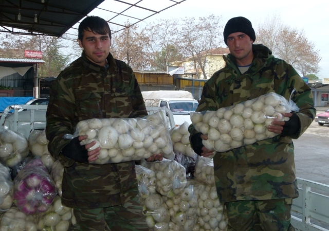  Bafra'da Beyaz Turp ve Kocabaş Üretimi