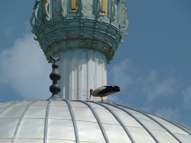 LEYLEKLER CAMİ KUBBESİNİ MESKEN TUTTU