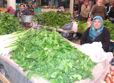  Soğuklar ıspanak üreticisine yaradı