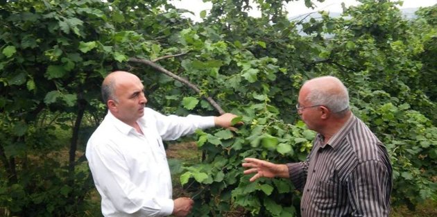 Alaettin Gülal:”Bafra’da Organik Fındık Üretimini Yaygınlaştıracağız”