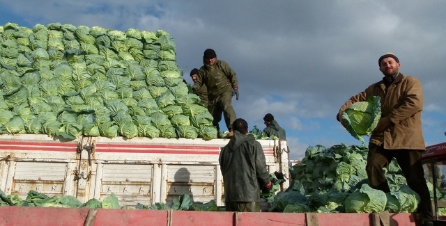  BAFRA OVASINDA LAHANA ÜRETİCİLERİ FİYATLARDAN DERTLİ   