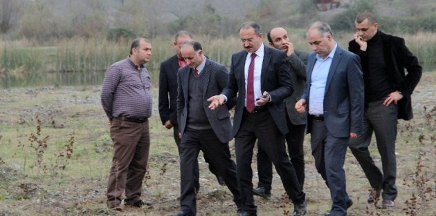 ÇARŞAMBA; MERSİN BALIĞINI GERİ KAZANIYOR