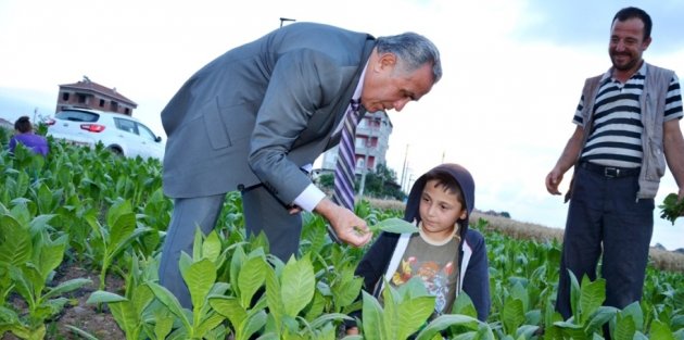 KAYMAKAM HALİS ARSLAN,' TARLADA ÇALIŞAN VATANDAŞLARLA BİRLİKTE TÜTÜN KIRDIK'