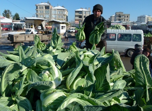 BAFRA’DA KARNABAHAR ÜRETİMİ  