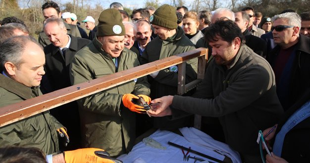 Kızılırmak Deltası Kuş Cennetinde Doğaya Sülün Salındı