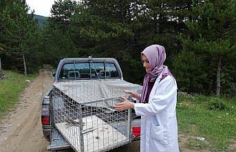 Tedavi edilen atmaca doğaya salındı