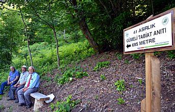 Alaplı'da Bölüklü Yayla ve Bal Şenlikleri