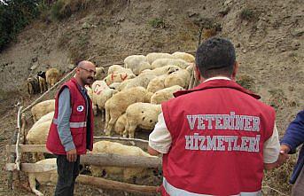 Kavak'ta kurban pazarı kuruldu