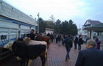 Hanönü'de genç çiftçilere 25 düve dağıtıldı