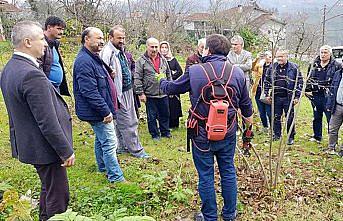 Ordu'da örnek fındık bahçesinde budama eğitimi