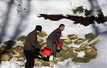 Düzce'de yaban hayatı için yemleme yapıldı