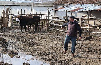 Mezbahadan kaçan boğa 5 saatte yakalandı