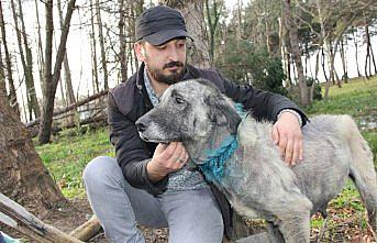 Boğazından yaralanan köpeğe vatandaş sahip çıktı