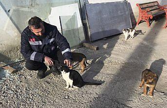 Sokak kedisi ile yavru köpeklerin şaşırtan dostluğu