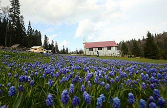 Batı Karadeniz yaylalarında iki mevsim güzelliği