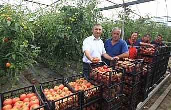 Bafra ve Çarşamba ovalarında tarım ilacı denetimi