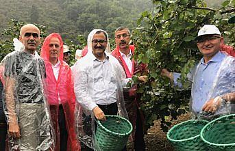 Giresun'da fındık hasadı törenle başladı