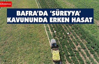 "Süreyya" kavununda erken hasat