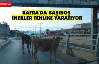 Karayolundaki inekler trafiği tehlikeye düşürdü