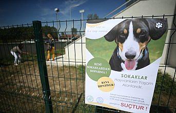 Sokak köpekleri okulun maskotu oldu