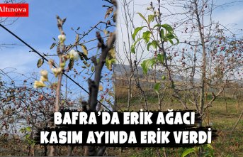 BAFRA’DA ERİK AĞACI KASIM AYINDA ERİK VERDİ