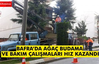 BAFRA’DA AĞAÇ BUDAMA VE BAKIM ÇALIŞMALARI HIZ KAZANDI