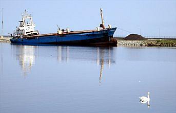 Samsun'da boş kalan limanın keyfini kuğular çıkardı