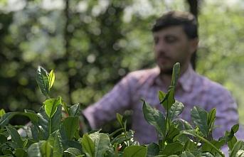 ÇAYKUR'dan birinci sürgün yaş çay alımları açıklaması: