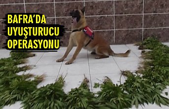 BAFRA’DA UYUŞTURUCU OPERASYONU