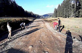 Pürenli ve Balıklı yaylaları yapılacak yolla birleşecek