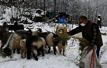 Artvin'de yaylacılar kar yağışı üzerine köylere dönmeye başladı