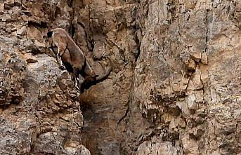 Gümüşhane'de yaban keçilerinin tırmanma hünerleri kameraya yansıdı