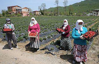 Fındık diyarı Ordu'da çilek hasadına başlandı