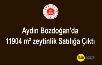 Aydın Bozdoğan'da 11904 m² zeytinlik Satılık