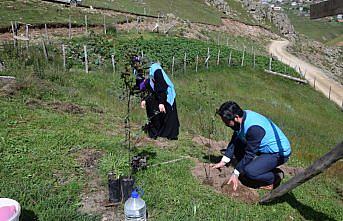 Giresun Karaovacık Yaylası'nda fidanlar toprakla buluşturuldu