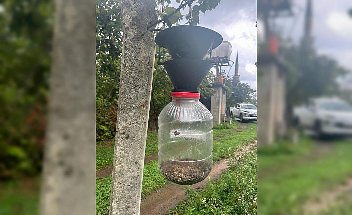 Artvin'de kahverengi kokarcayla mücadele devam ediyor