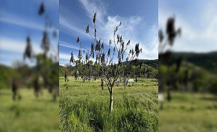 Bolu'da tarım alanları zirai dondan etkilendi