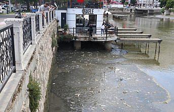 Amasya'dan geçen Yeşilırmak'ta balık ölümleri görüldü