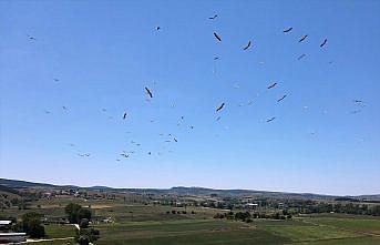 Kastamonu'da “leyleklerin dansı“ dronla görüntülendi