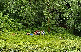 Rize'de odun keserken dereye yuvarlanan kişi yaralandı