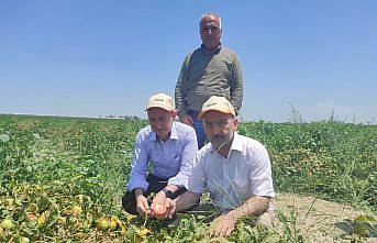 TARSİM heyeti Adana'daki bitkilerde oluşan güneş yanığını gözlemledi