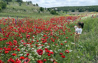 Yozgat ve Tokat'ın doğası açan çiçeklerle renklendi