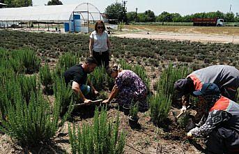 Düzce'de “Tarım Akademisi“ arazisinde tıbbi aromatik bitki üretilecek