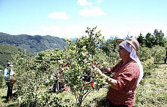 Giresun'da devlet desteğiyle maviyemiş üretimi ve çiftçinin kazancı arttı