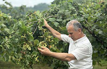 Orta ve Doğu Karadeniz'de üreticiler fındık hasadı için gün sayıyor
