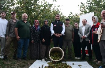 Düzce'de fındık hasat şenliği düzenlendi