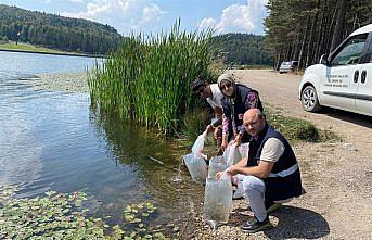 Düzce'de göl ve göletlere 35 bin sazan yavrusu bırakıldı