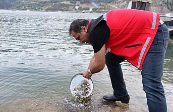 Gümüşhane'de baraj ve göletlere 246 bin sazan yavrusu bırakıldı